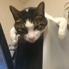 【里親募集】犬みたいに人懐っこい子です。【成猫】 サムネイル3