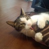 【里親募集】犬みたいに人懐っこい子です。【成猫】 サムネイル4