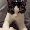 【里親募集】犬みたいに人懐っこい子です。【成猫】 サムネイル7