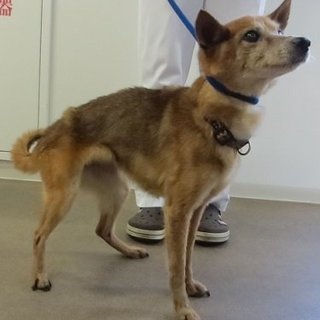 保健所収容高齢です空輸代支援します！