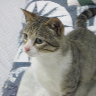 綺麗なキジ柄の若い男の子です。