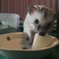 うずめ