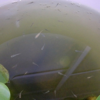 残りわずか　　元気なメダカ