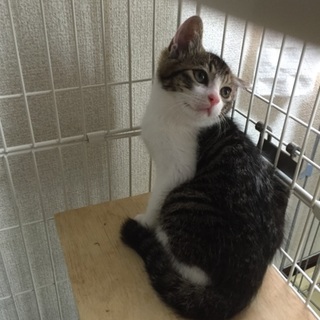 とっても可愛くて美猫のキジ白おんなの子（姉弟）♪