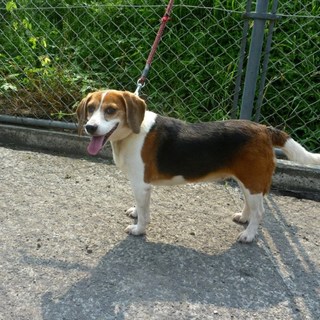 ポチャ可愛い女の子♪