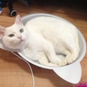 さおたんたん
