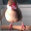 ベタ慣れ 手乗りシナモン文鳥♀8ヶ月
