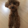 我が家に来て初めてトリミングに行きました！