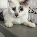 静かで大人しくて甘えん坊な白ブチ猫【1歳】