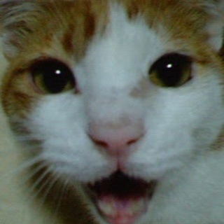 とっても優しい子です。