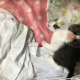 グレーの子猫ちゃん