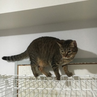 推定4歳♂仲良し兄弟3匹