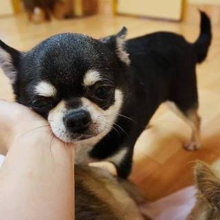 タルトちゃん♀　推定7才