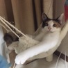 の写真