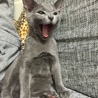 の写真