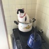ポンポン☆彡.。