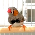 錦華鳥の里親さんを探しています