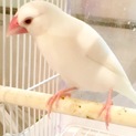 白文鳥2羽の里親さんを探しています