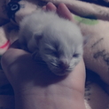 緊急!!生まれたばかりの仔猫ちゃん!!