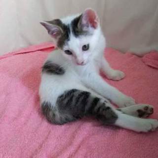 里親様決まりました。