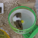 (一時募集停止)ゴールデンハムスターの里親募集