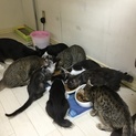 たくさんの猫を保護しました。ワクチン済み。