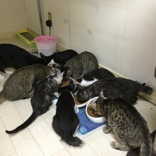 たくさんの猫を保護しました。ワクチン済み。