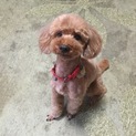 里親様決まりました！ありがとうございました。