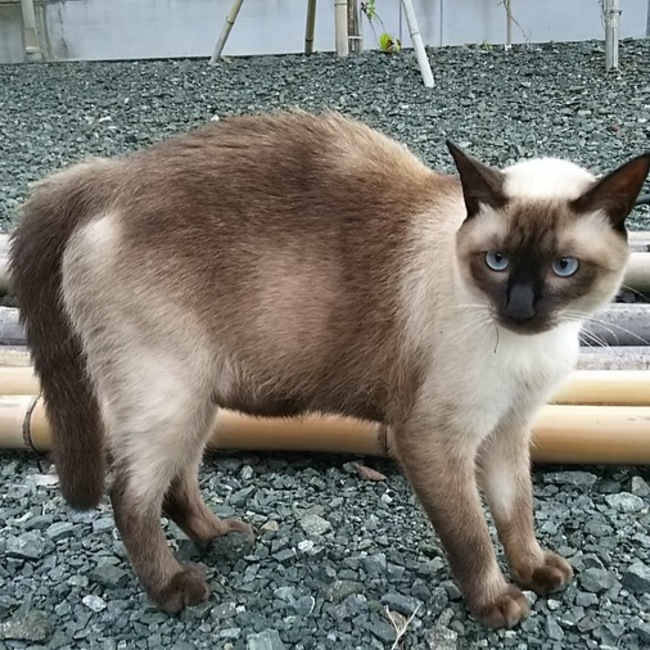 MR.BIG大好きくみちんのカバー写真