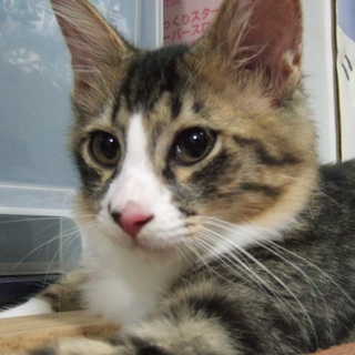 長毛のキジシロ女の子