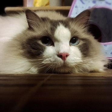 最近のベストショット。