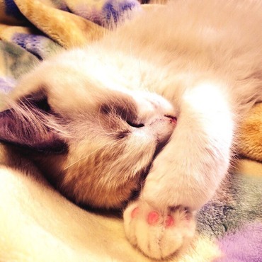 子猫時代のベストショット。