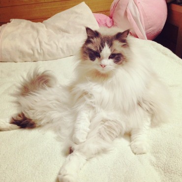 ラグドールのスコ座り。