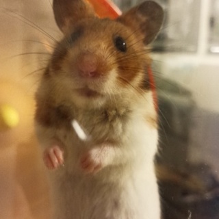 【交渉中】 ゴールデン♀をお迎えしてくれる方