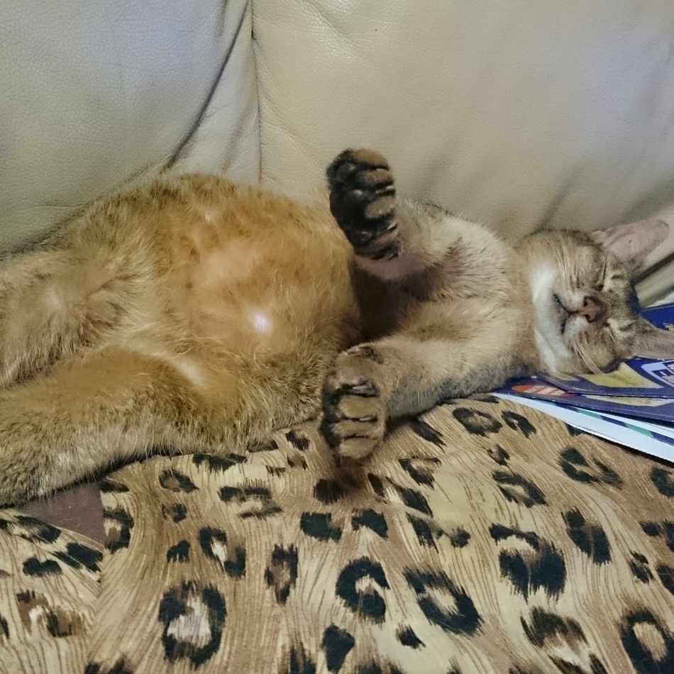 ナイルのカバー写真