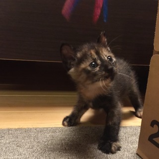 一時停止★3兄弟☆サビちゃん