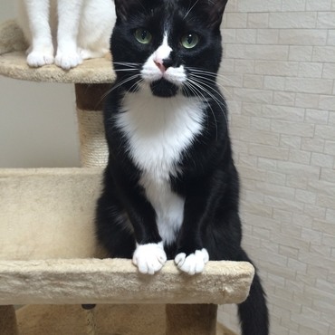 クック：もちろん僕も元気です！(ФωФ)