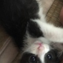 可愛い♡はちわれ猫さん♡