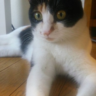 ☆人慣れ抜群キュートな三毛猫☆