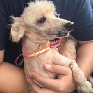 可哀想なトイプードルです