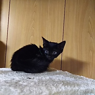 ピカピカの一年生です[保育園での成長記録記載中]