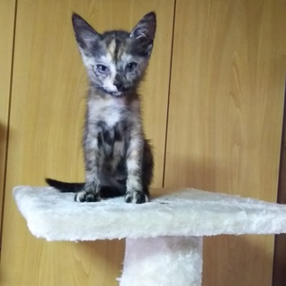 ピカピカの一年生です[保育園での成長記録記載中]