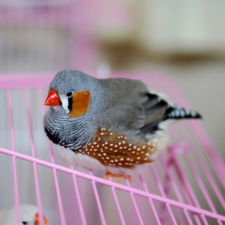 キンカチョウ　今年３月生れのオスです