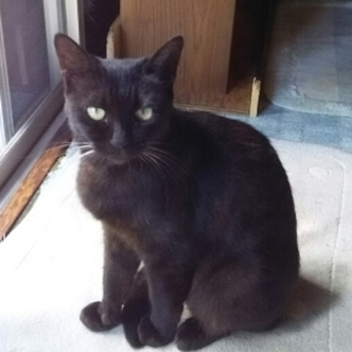 くろっち　おとなしくて人懐こいです