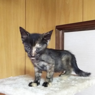 ピカピカの一年生です[保育園での成長記録記載中]