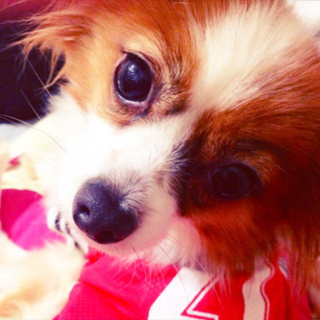 パピヨン 6歳 メス パテラあり【補足あり】