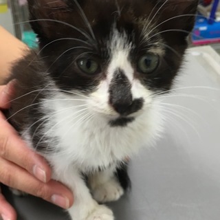 性格良い仔猫のひかりちゃん1か月半