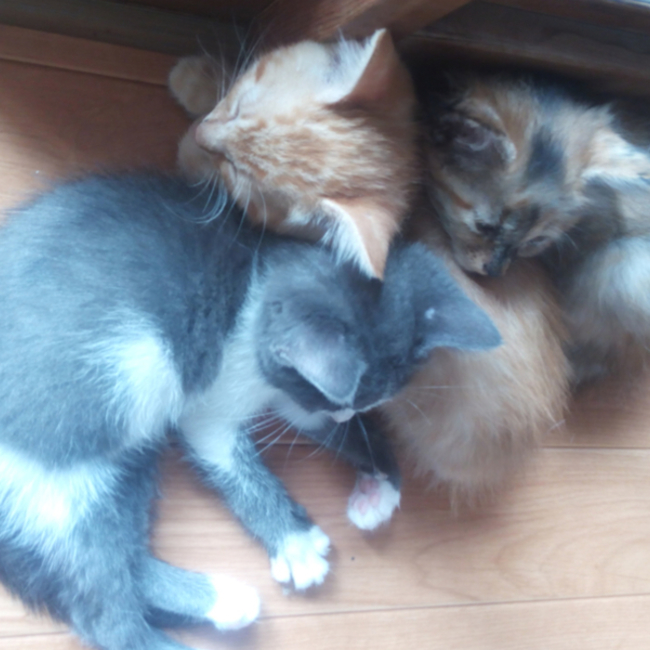 小松あかねのカバー写真