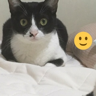 【急募】里親募集 成猫