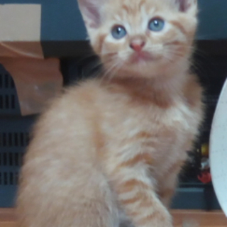 里親さんを募集しています！